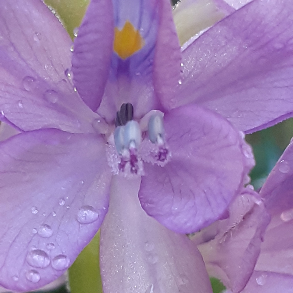 Meet your Posher, Evelyn